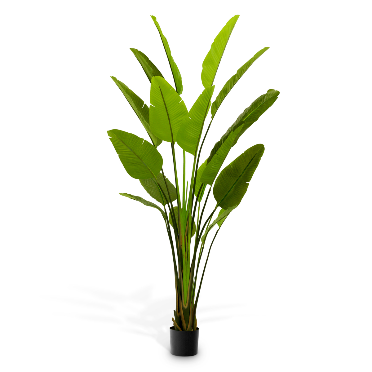 Растение Eichholtz Strelitzia PS1056417