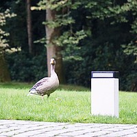 Q-bri pole small Authentage