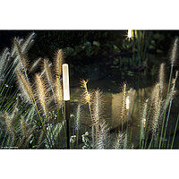 Syphasera Catellani & Smith