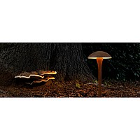 Fungy Bollard Light Indian Ocean