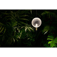 Syphasfera Catellani & Smith