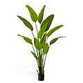 Растение Strelitzia
