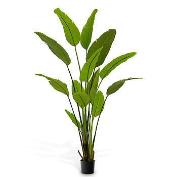 Strelitzia Eichholtz