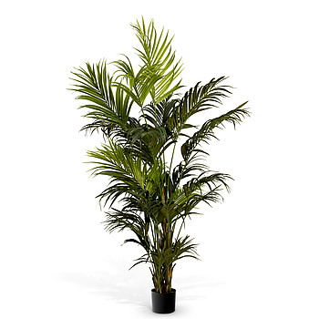 Kentia Palm Eichholtz