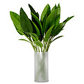 Букет Strelitzia leaves